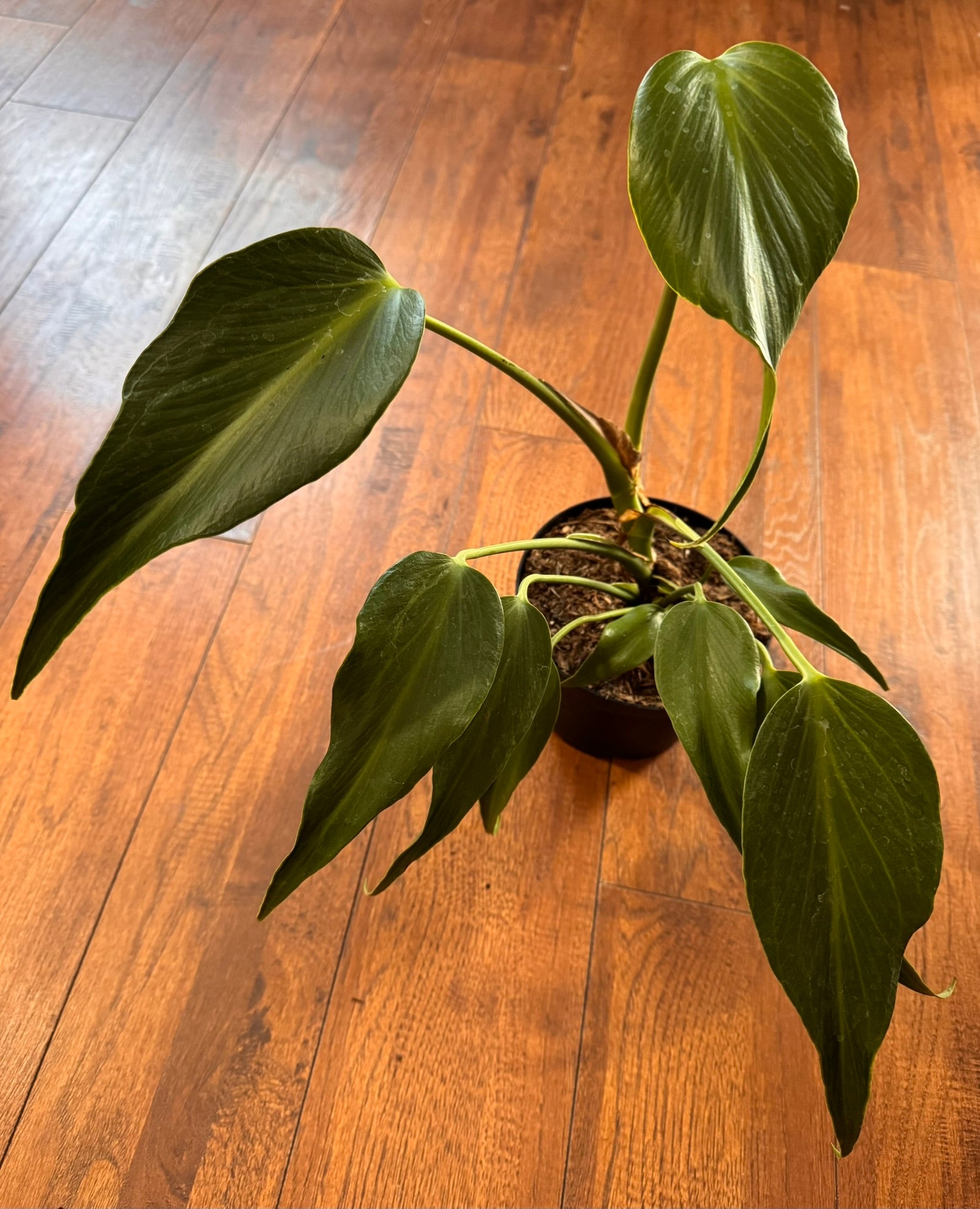 Monstera Burle Marx Flame in 6-inch pot with elongated green leaves featuring deep flame-like fenestrations
