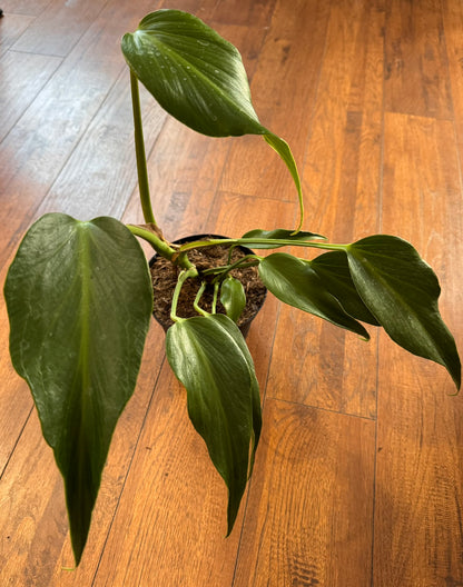 Monstera Burle Marx Flame in 6-inch pot with elongated green leaves featuring deep flame-like fenestrations