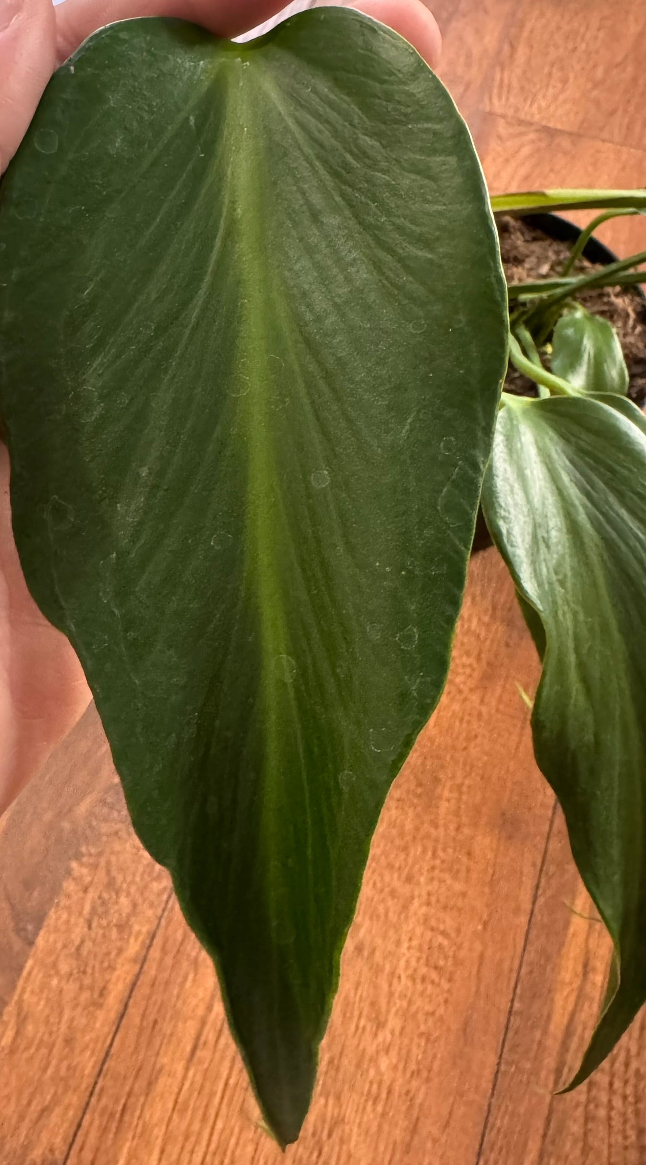 Monstera Burle Marx Flame in 6-inch pot with elongated green leaves featuring deep flame-like fenestrations