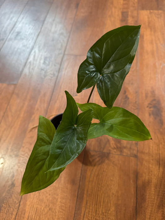 Syngonium Albo Reverted in 4-inch pot with mostly green arrow-shaped leaves