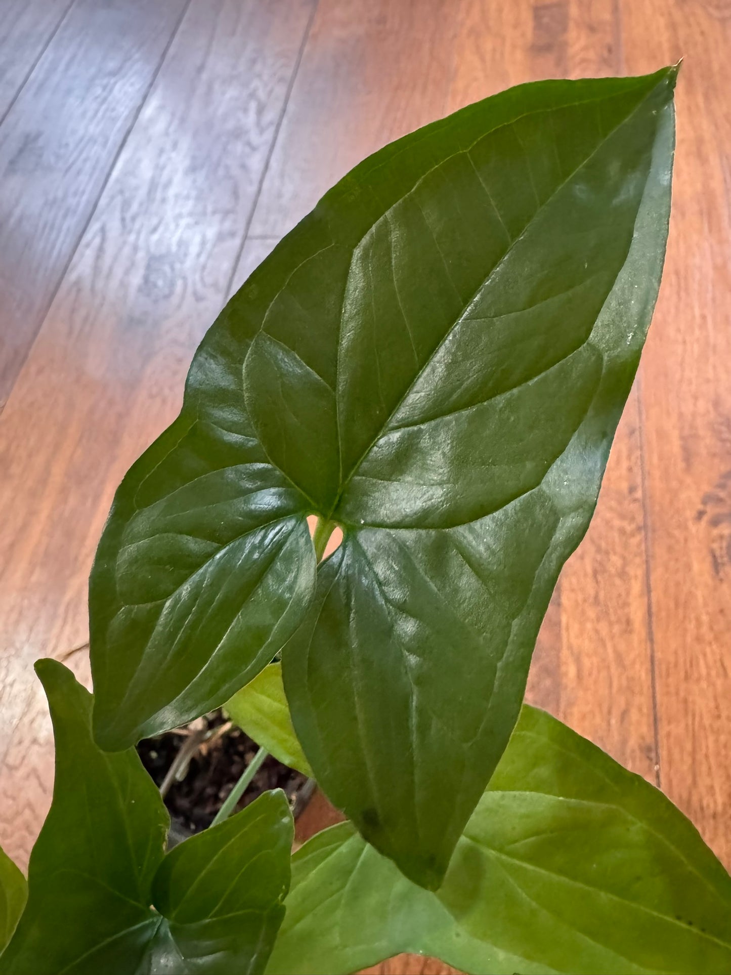 Syngonium Albo Reverted in 4-inch pot with mostly green arrow-shaped leaves