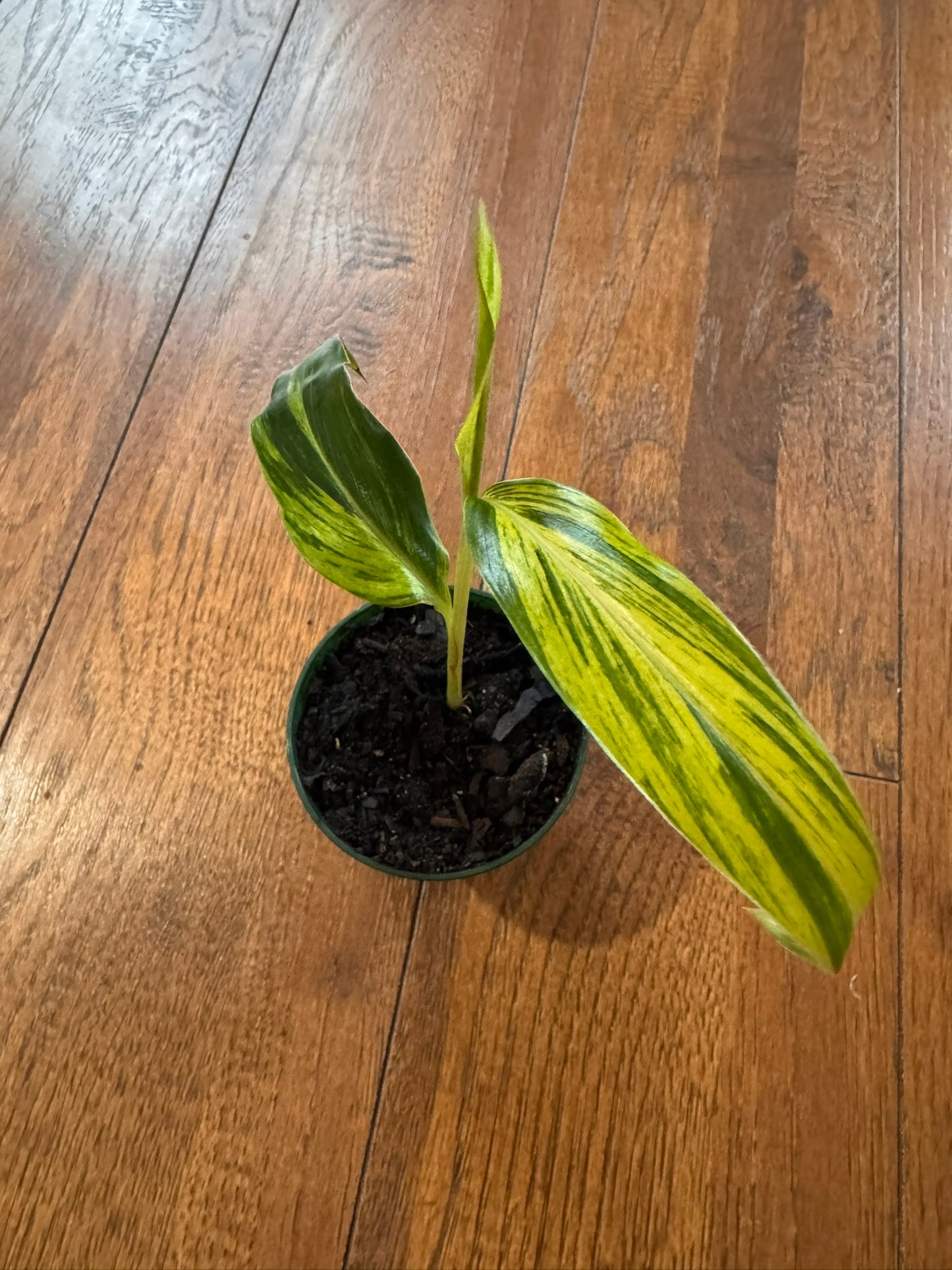 Variegated Ginger in 3-inch pot with long green leaves striped in creamy white