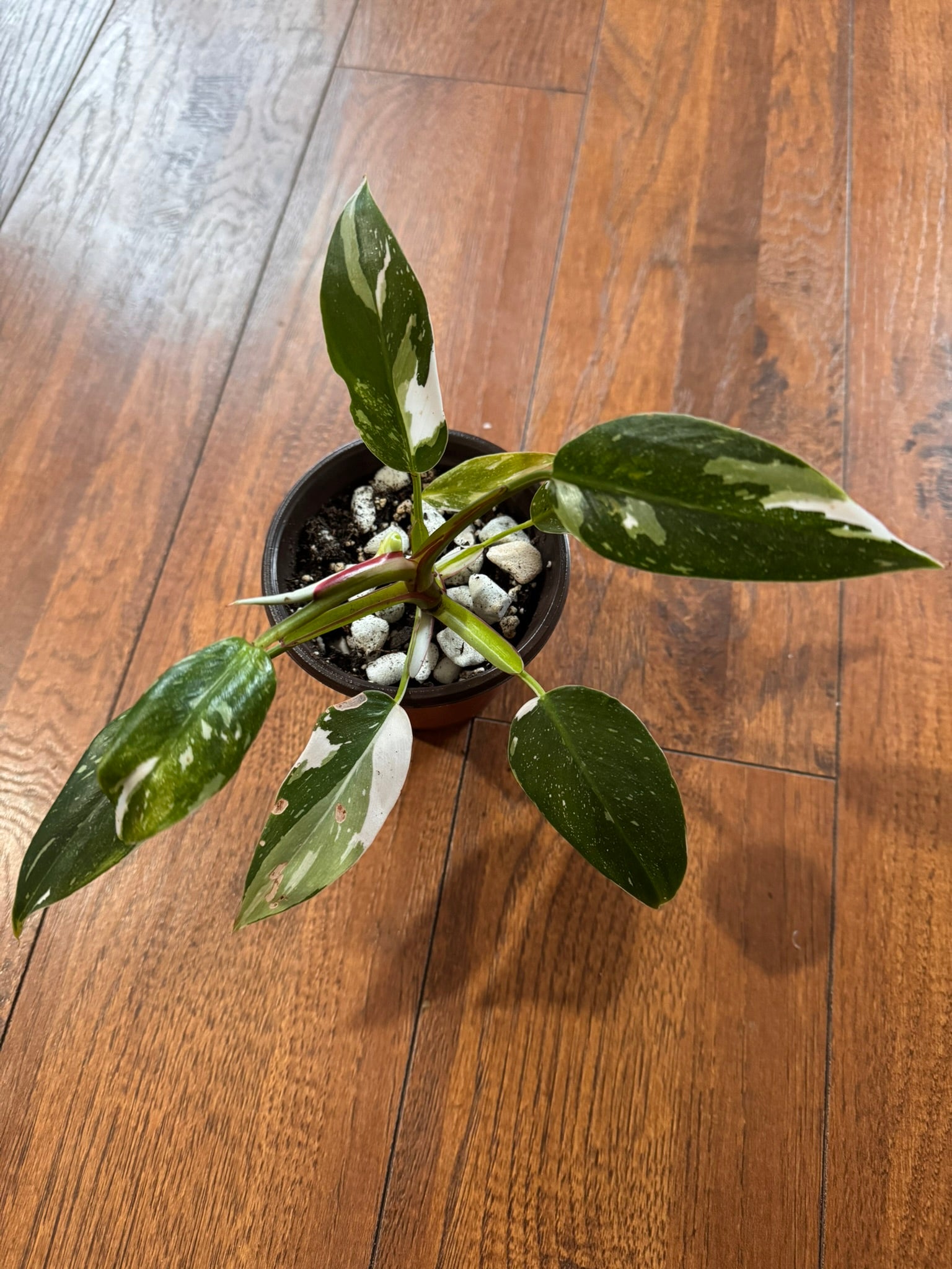 Philodendron White Princess in 4-inch pot with green leaves variegated in white