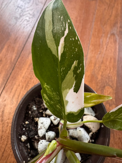 Philodendron White Princess in 4-inch pot with green leaves variegated in white