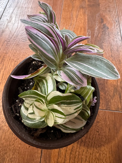Tradescantia mixed pot in 4-inch container with purple Nanouk and green Pistachio White foliage