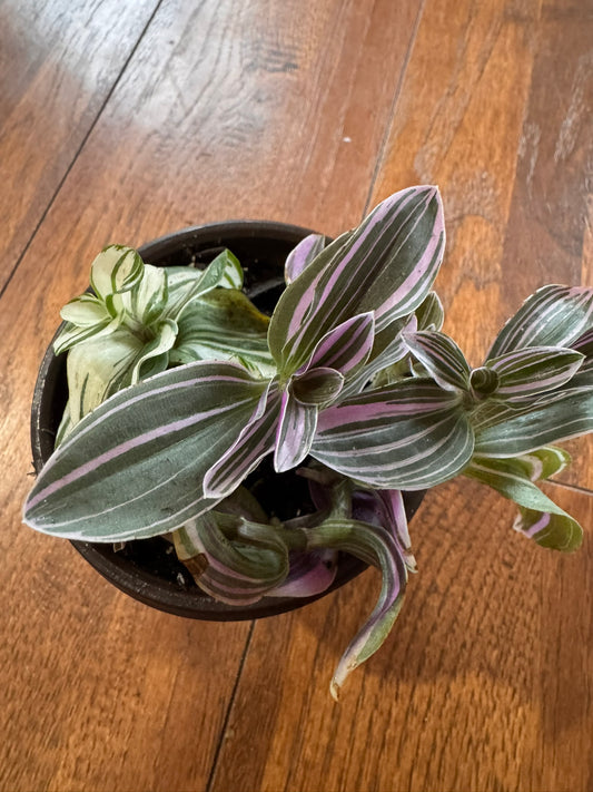 Tradescantia mixed pot in 4-inch container with purple Nanouk and green Pistachio White foliage