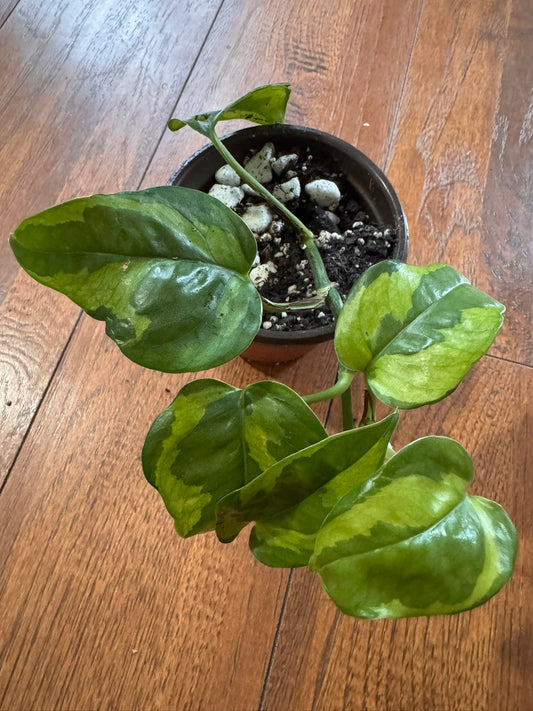 Lemon Meringue Pothos in 4-inch pot with yellow and green variegated trailing leaves