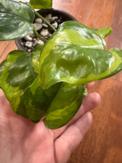 Lemon Meringue Pothos in 4-inch pot with yellow and green variegated trailing leaves