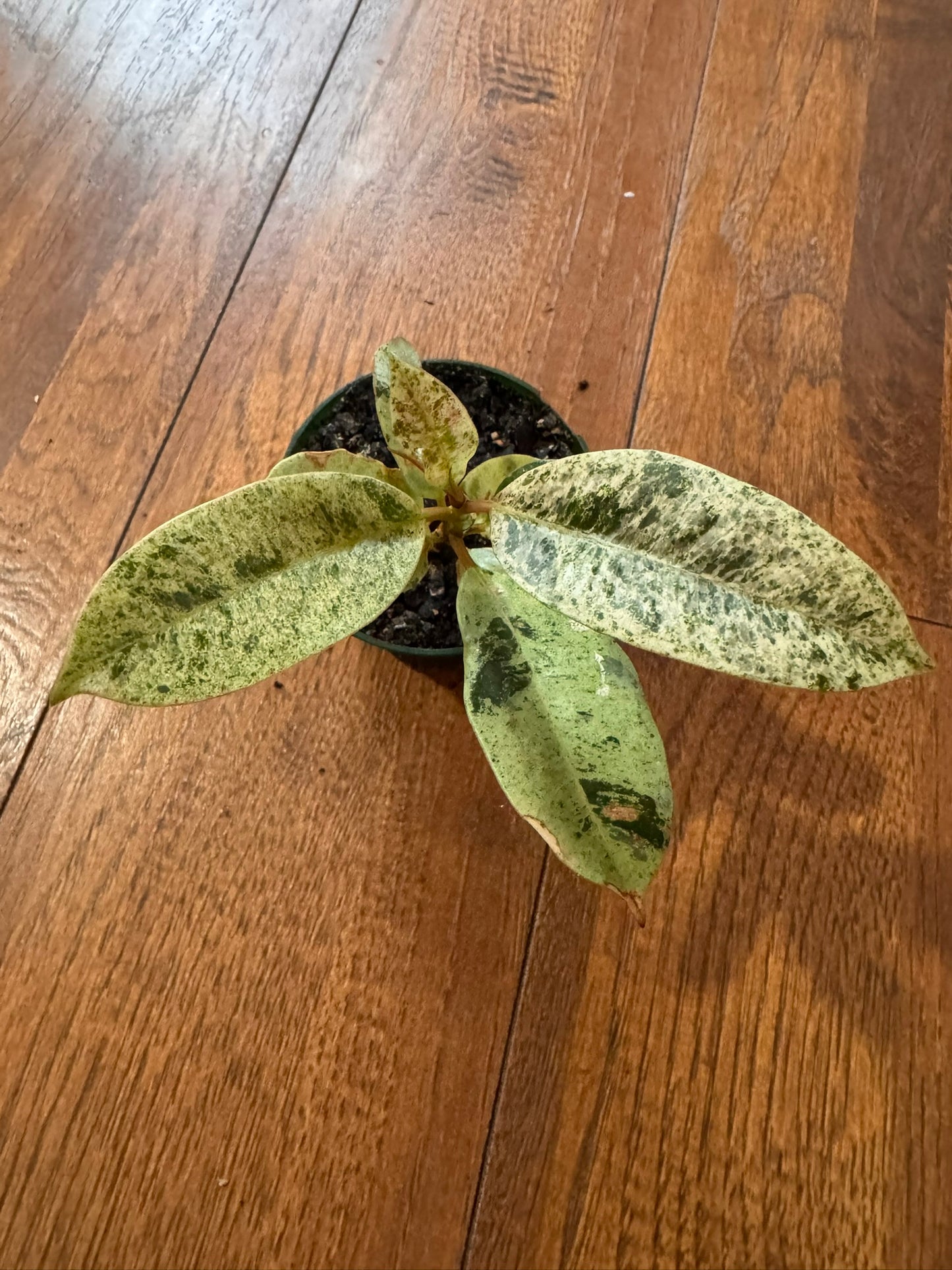 Ficus Shivereana in 3-inch pot with glossy green leaves speckled in cream