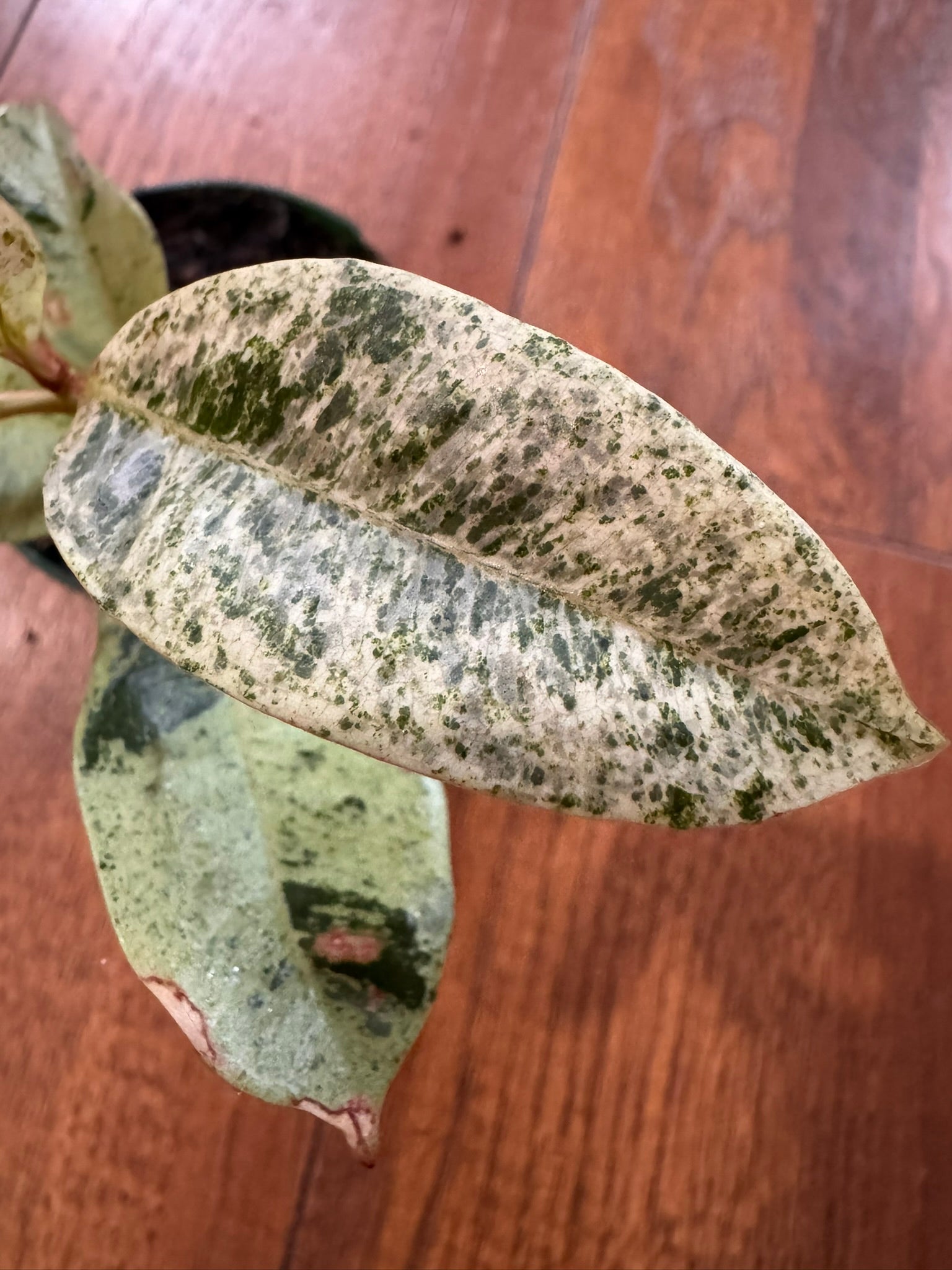 Ficus Shivereana in 3-inch pot with glossy green leaves speckled in cream