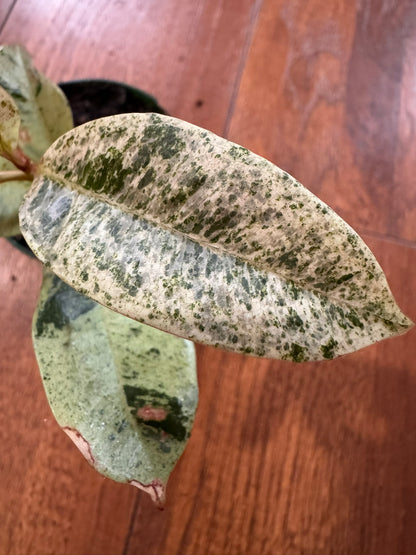 Ficus Shivereana in 3-inch pot with glossy green leaves speckled in cream