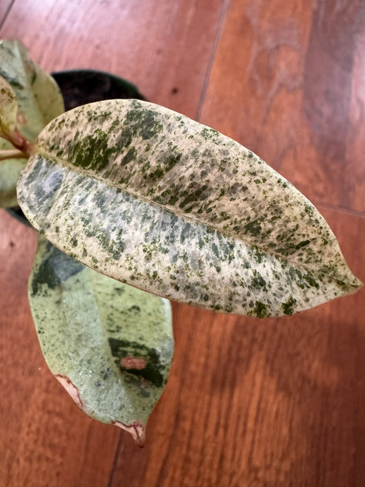 Ficus Shivereana in 3-inch pot with glossy green leaves speckled in cream