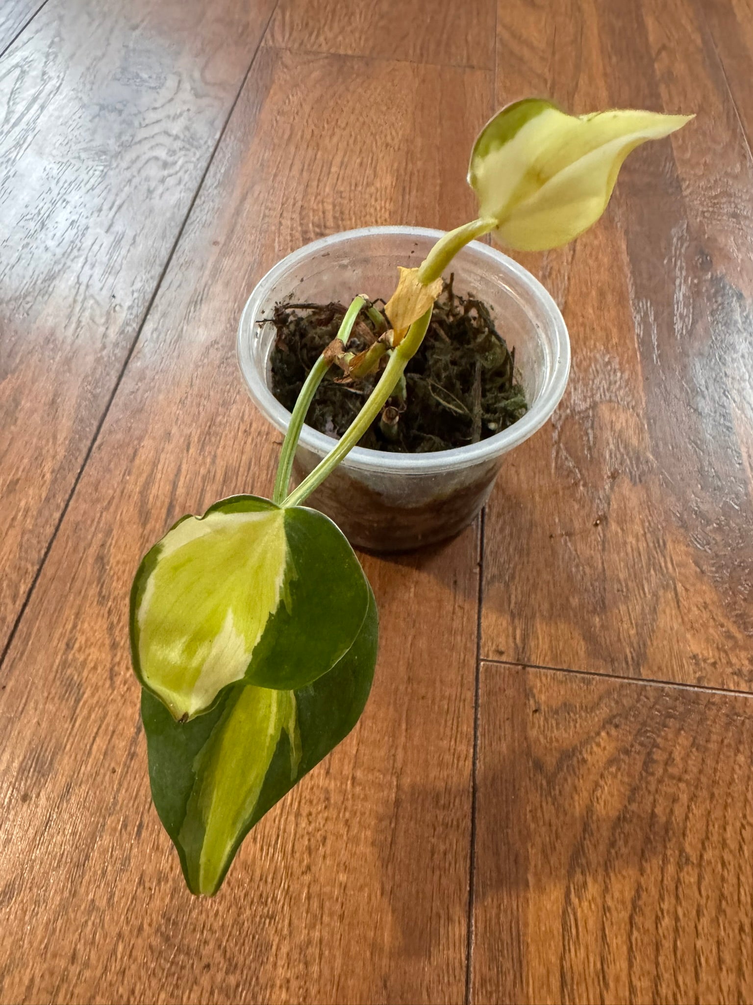 Philodendron Gabby in 3-inch pot with green leaves splashed in creamy white variegation