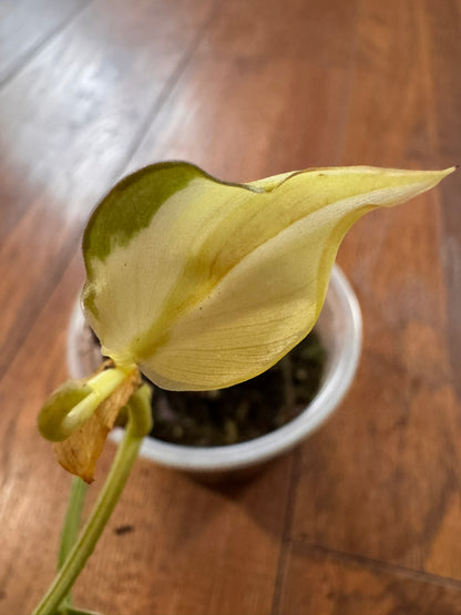Philodendron Gabby in 3-inch pot with green leaves splashed in creamy white variegation