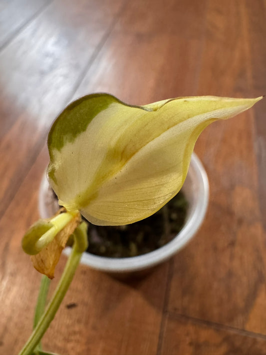 Philodendron Gabby in 3-inch pot with green leaves splashed in creamy white variegation
