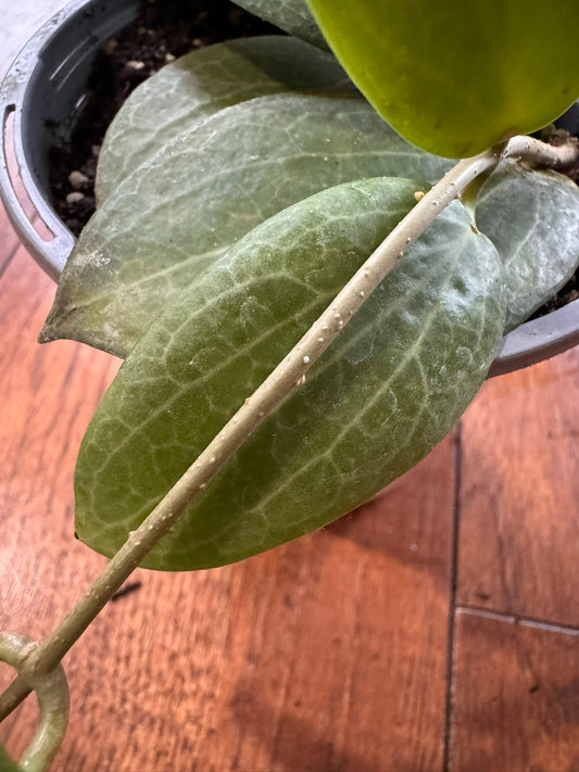 Hoya Fitchii in 4-inch pot with textured green leaves and subtle veining