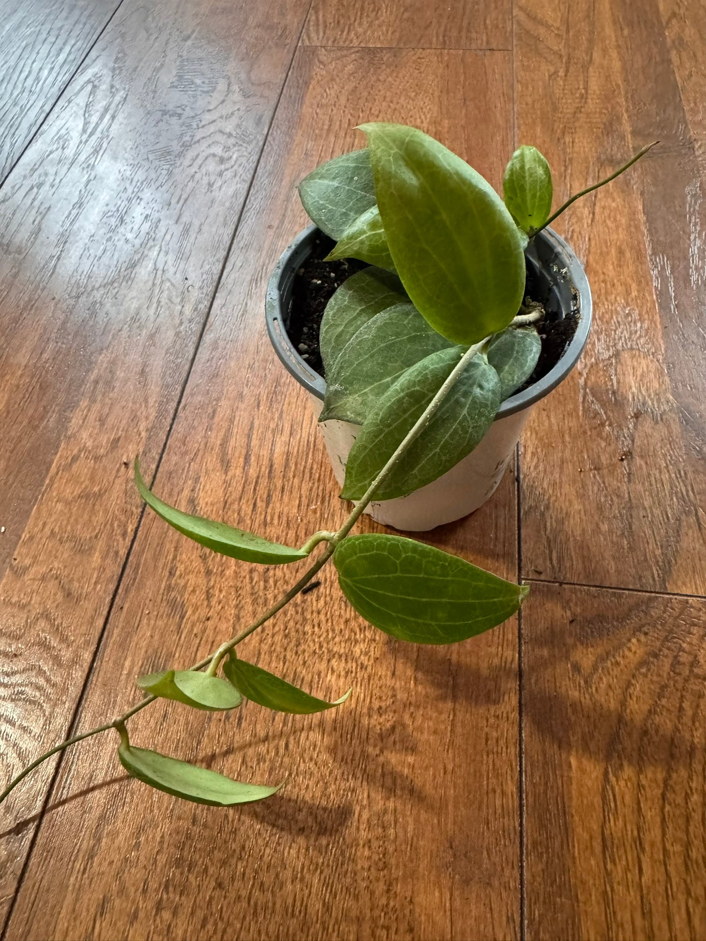 Hoya Fitchii in 4-inch pot with textured green leaves and subtle veining