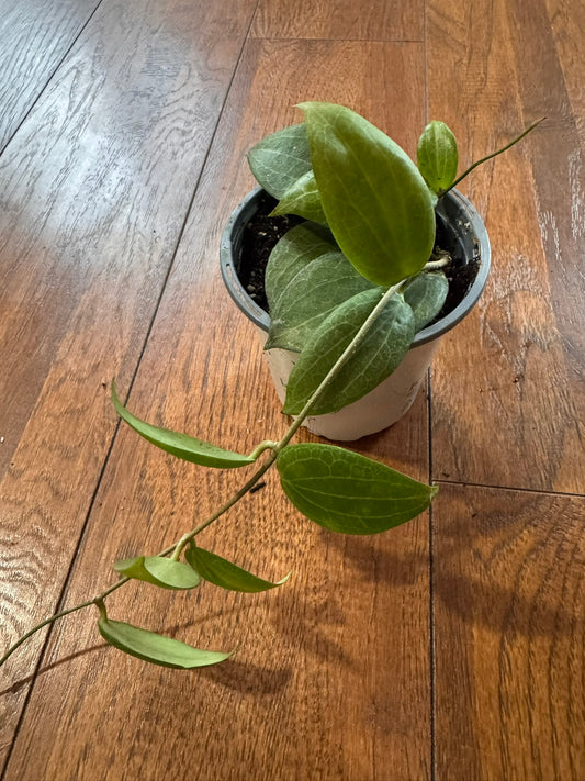 Hoya Fitchii in 4-inch pot with textured green leaves and subtle veining