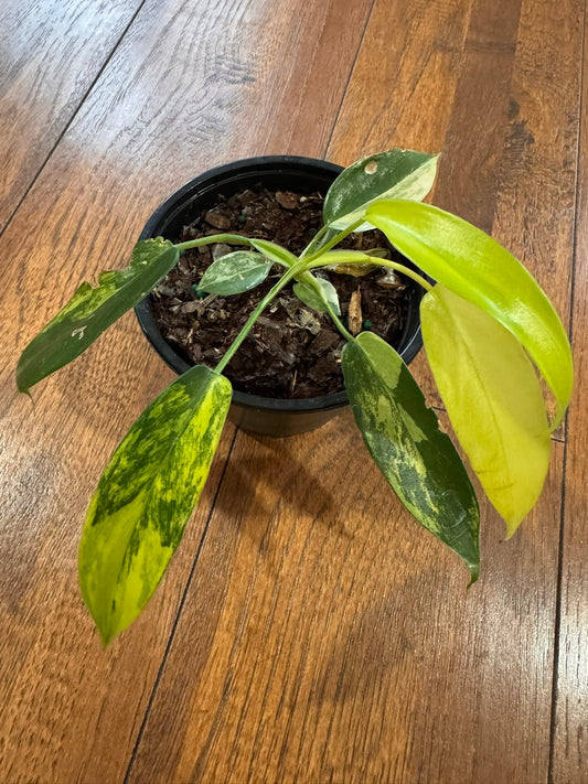 Philodendron Florida Beauty in 4-inch pot with variegated yellow and green lobed leaves