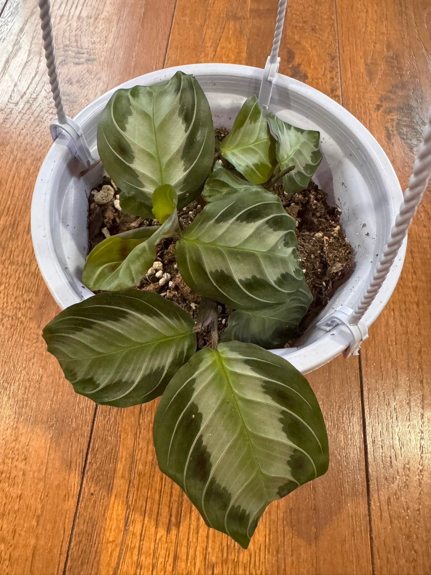 Maranta Silver Band in 5-inch hanging basket with green leaves and silver center stripe