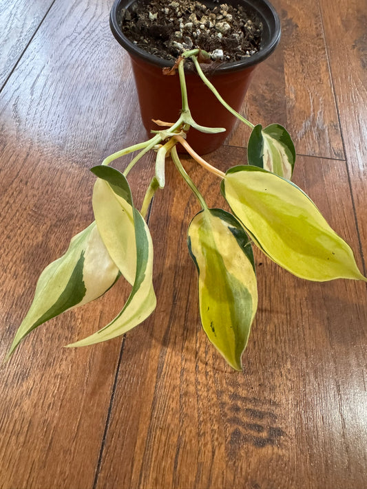 Philodendron Cream Splash in 4-inch pot with green leaves splashed in cream variegation