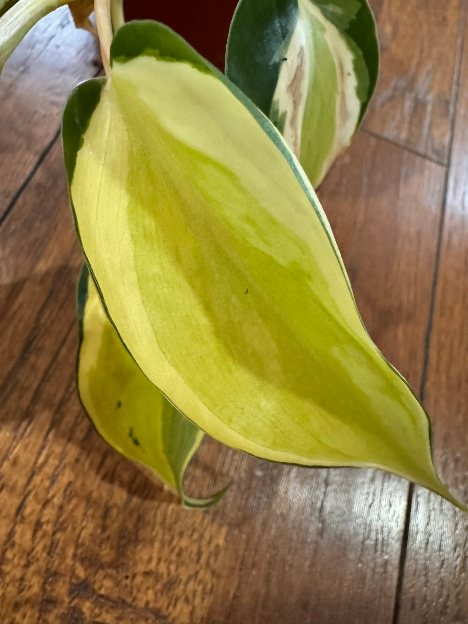 Philodendron Cream Splash in 4-inch pot with green leaves splashed in cream variegation