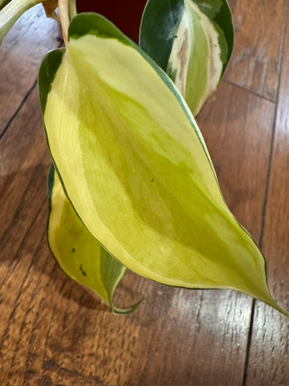 Philodendron Cream Splash in 4-inch pot with green leaves splashed in cream variegation