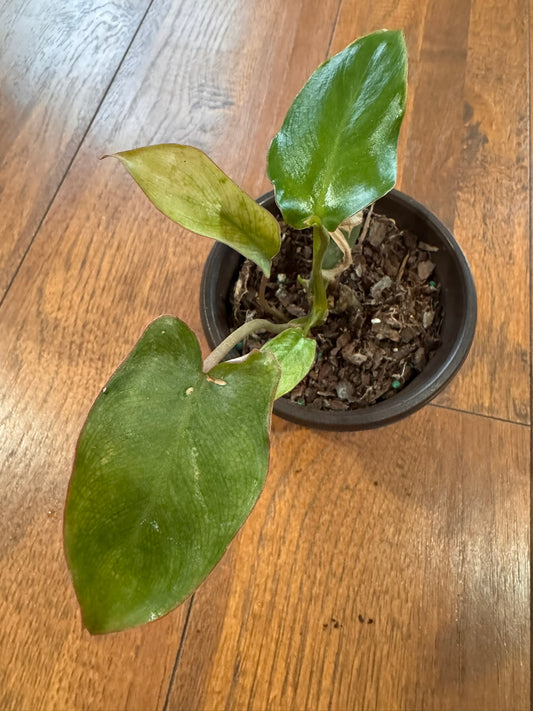 Philodendron Paraiso Verde in 4-inch pot with mottled light and dark green leaves