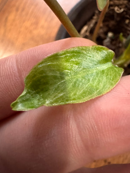 Philodendron Paraiso Verde in 4-inch pot with mottled light and dark green leaves