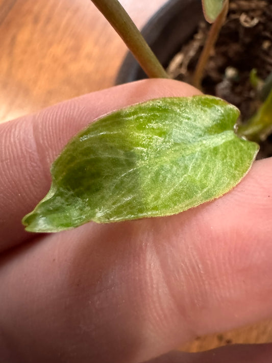 Philodendron Paraiso Verde in 4-inch pot with mottled light and dark green leaves