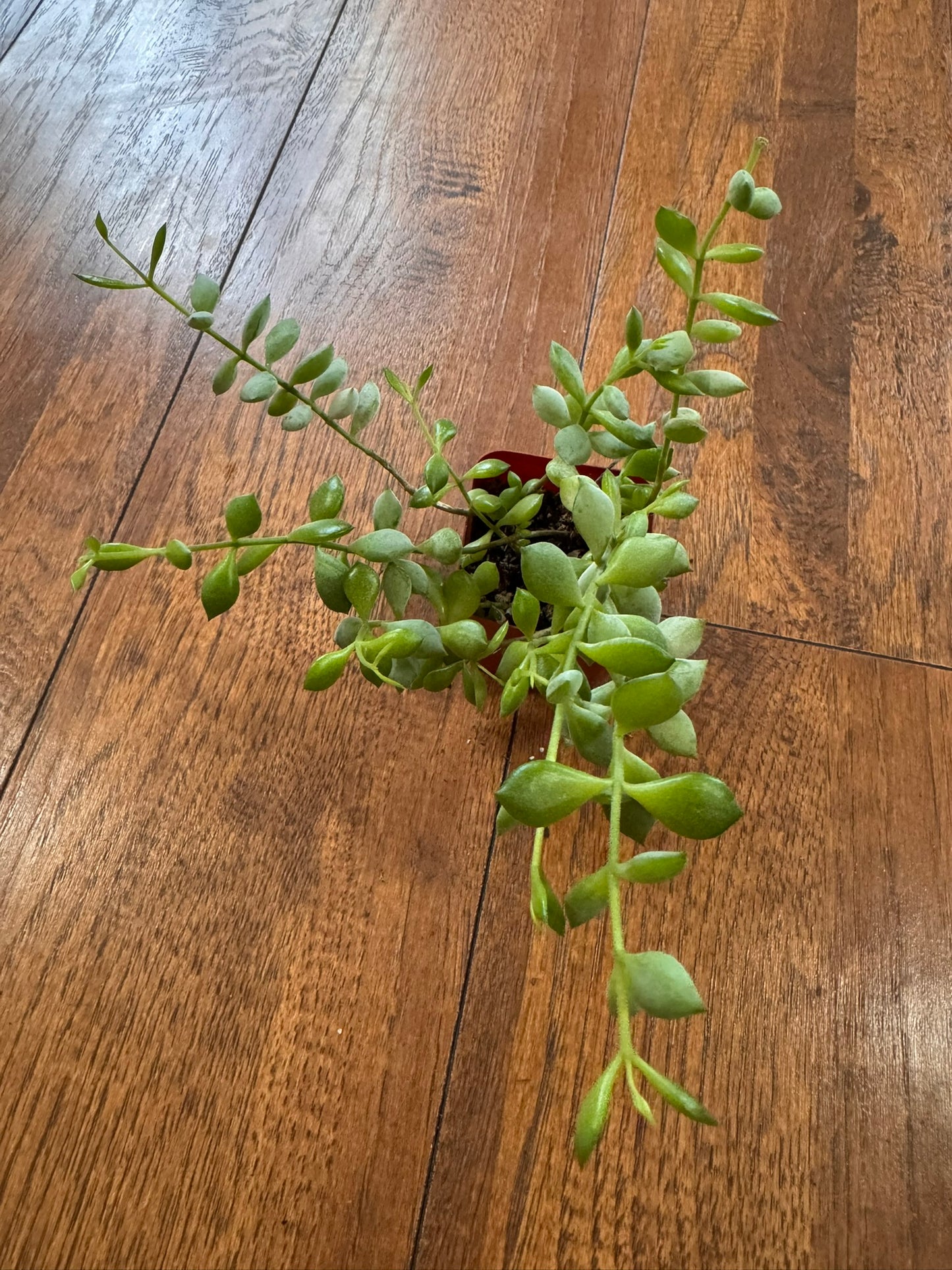 cotyledon pendens in 2 inch pot with trailing succulent stems and plump green leaves