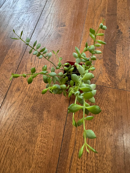 cotyledon pendens in 2 inch pot with trailing succulent stems and plump green leaves