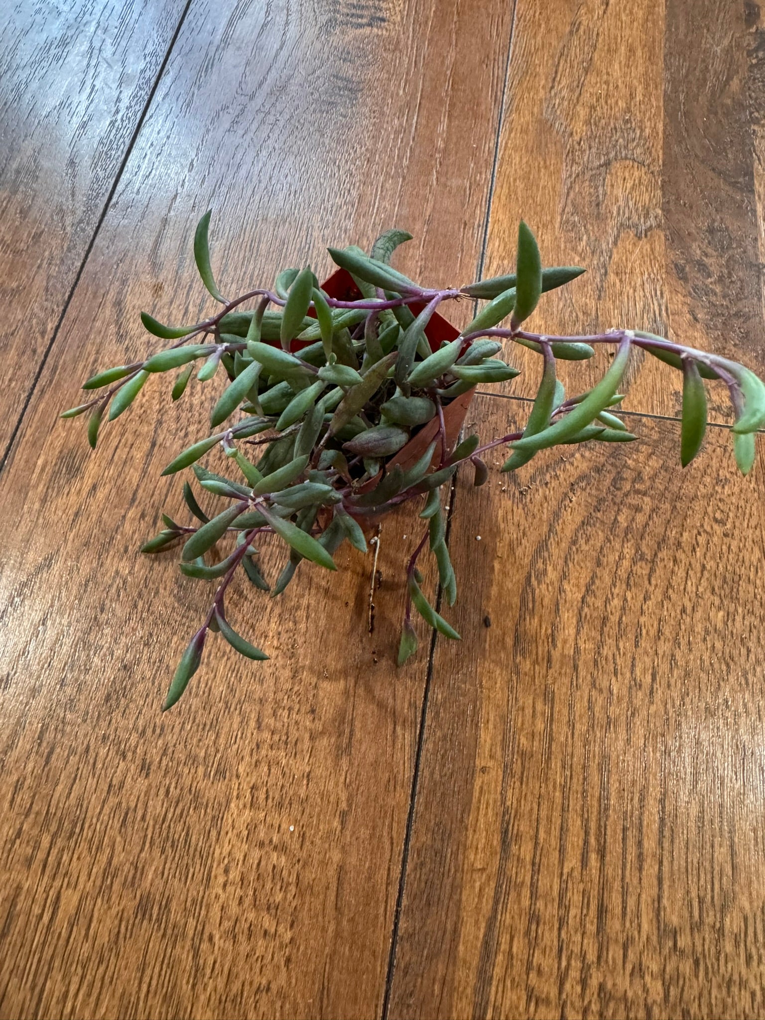 ruby necklace succulent in 2 inch pot with purple trailing stems and narrow succulent leaves