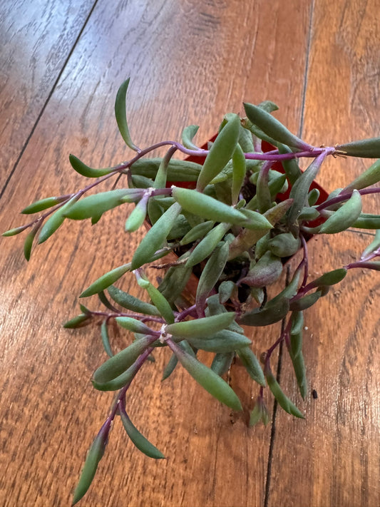 ruby necklace succulent in 2 inch pot with purple trailing stems and narrow succulent leaves