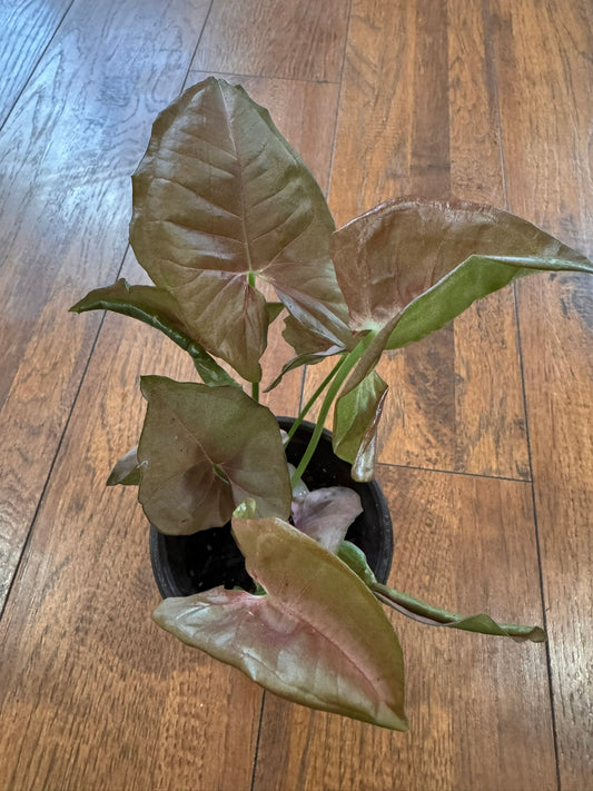 syngonium neon pink in 4 inch pot with soft pink arrowhead leaves