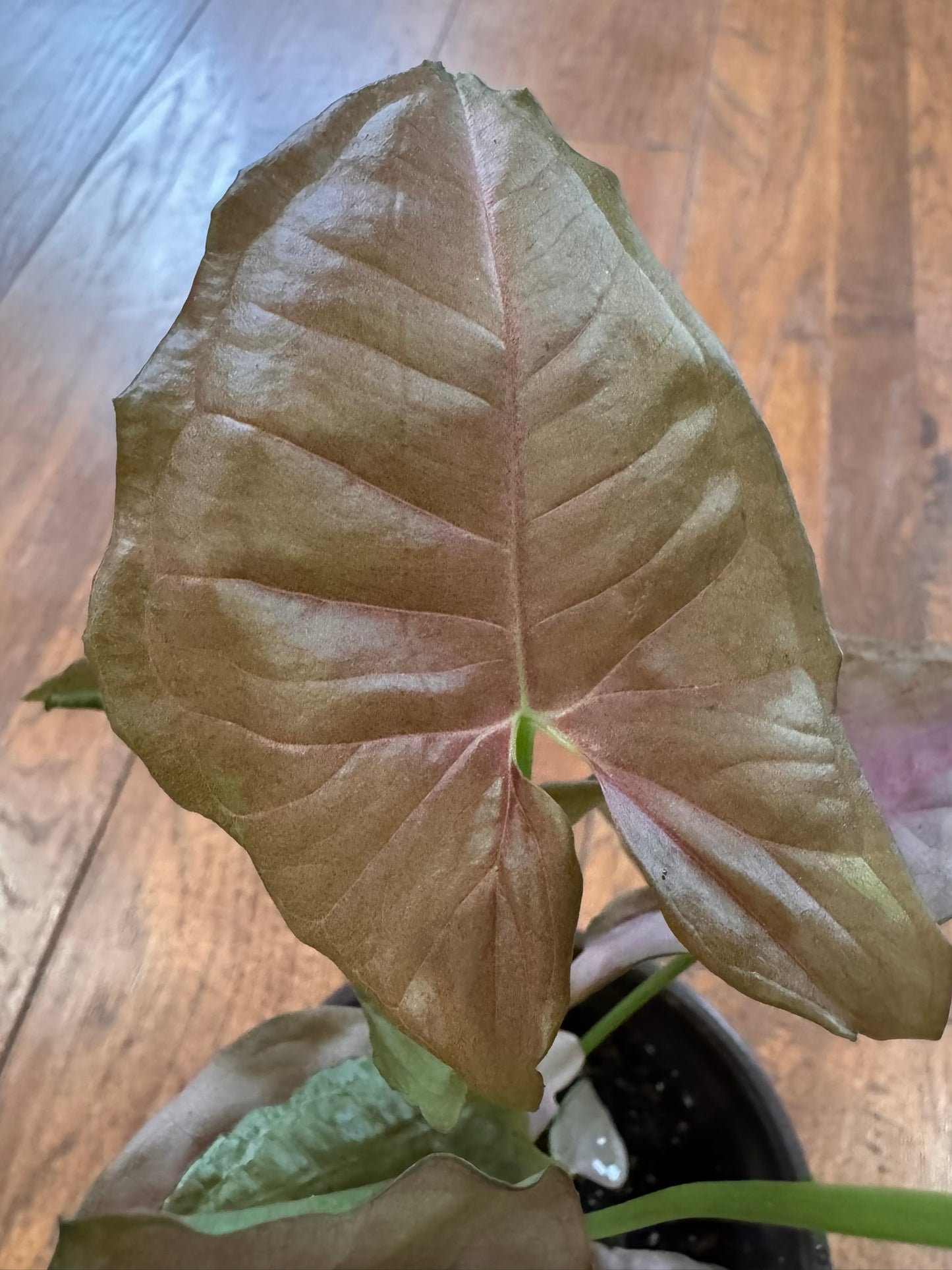 syngonium neon pink in 4 inch pot with soft pink arrowhead leaves