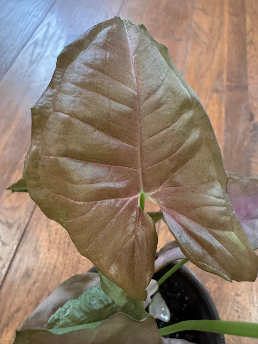 syngonium neon pink in 4 inch pot with soft pink arrowhead leaves