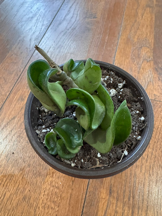 hoya compacta in 4 inch pot with thick curly rope like vines and waxy leaves
