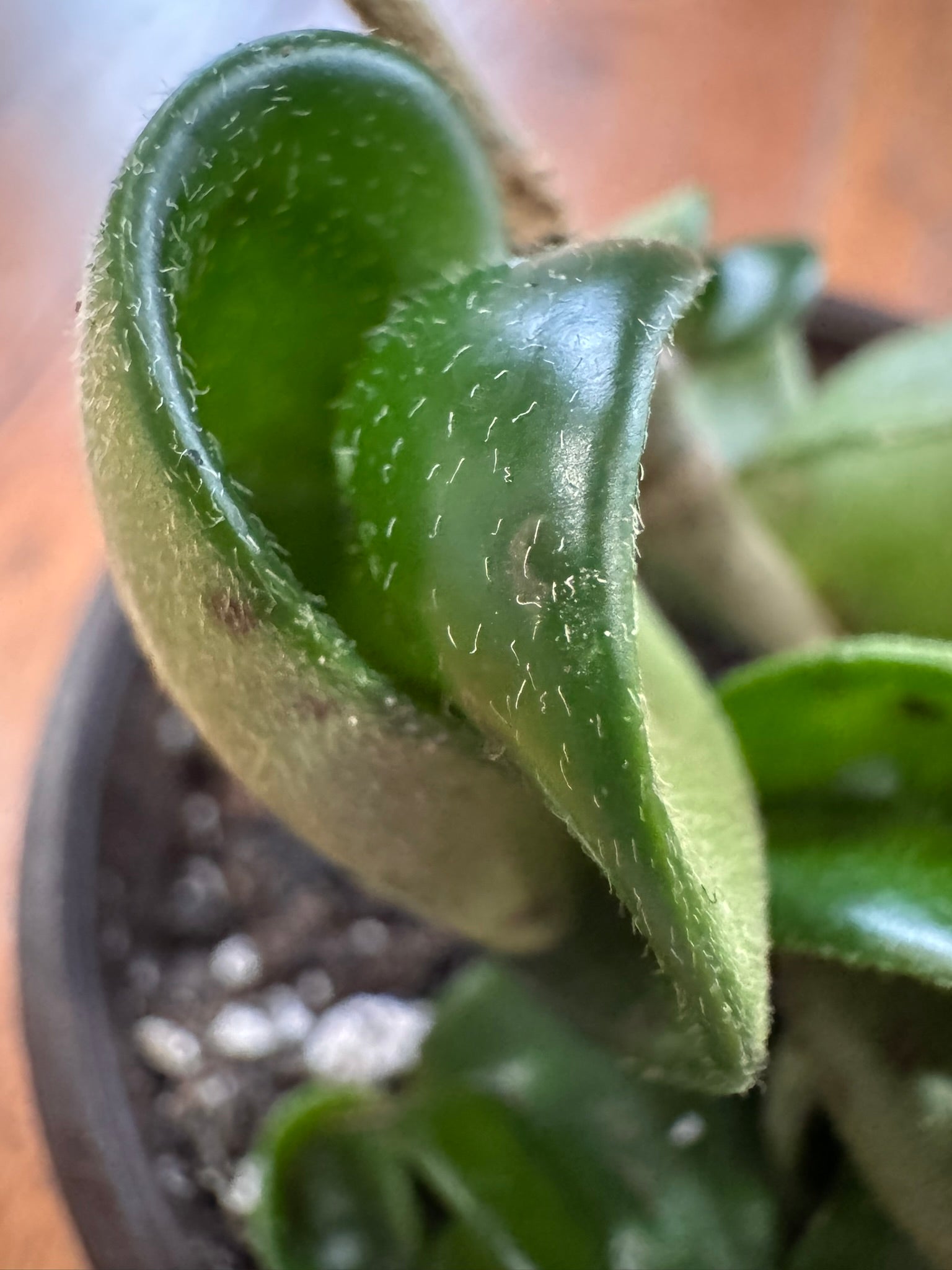 hoya compacta in 4 inch pot with thick curly rope like vines and waxy leaves
