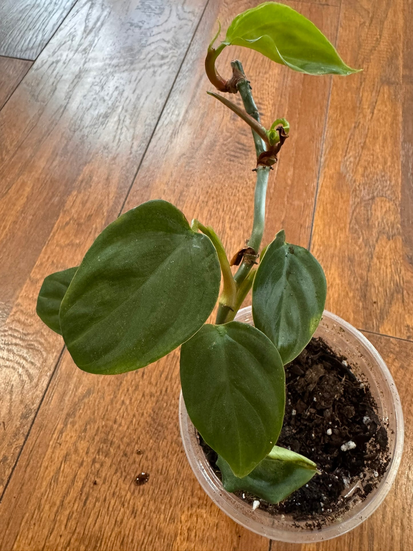 philodendron fuzzy petiole in 4 inch pot with green leaves and fuzzy textured stems