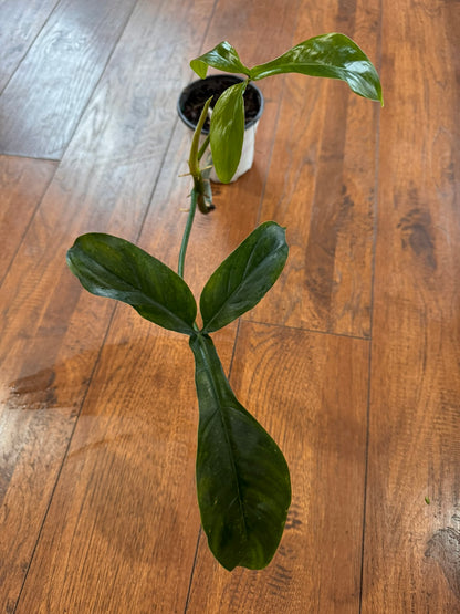 philodendron 69686 in 4 inch pot with long textured green leaves