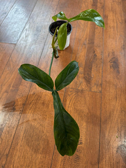 philodendron 69686 in 4 inch pot with long textured green leaves