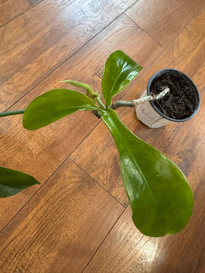 philodendron 69686 in 4 inch pot with long textured green leaves