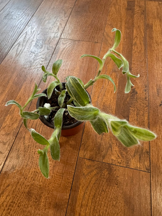 variegated tradescantia sillamontana in 4 inch pot with fuzzy silver variegated leaves