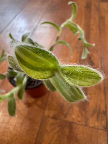 variegated tradescantia sillamontana in 4 inch pot with fuzzy silver variegated leaves