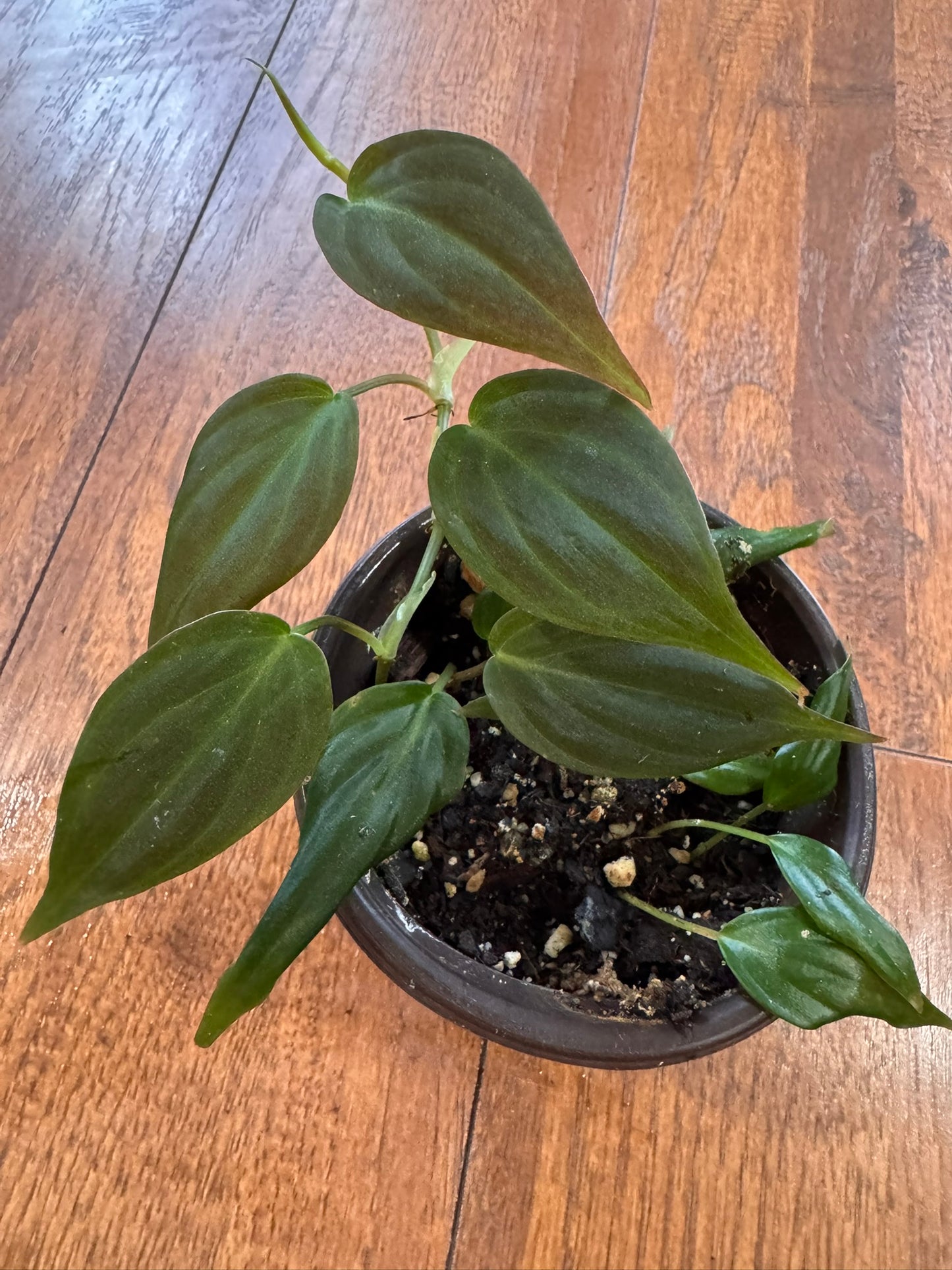philodendron micans in 4 inch pot with velvety heart shaped green leaves