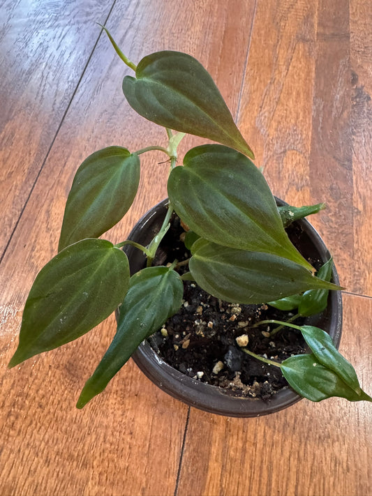 philodendron micans in 4 inch pot with velvety heart shaped green leaves
