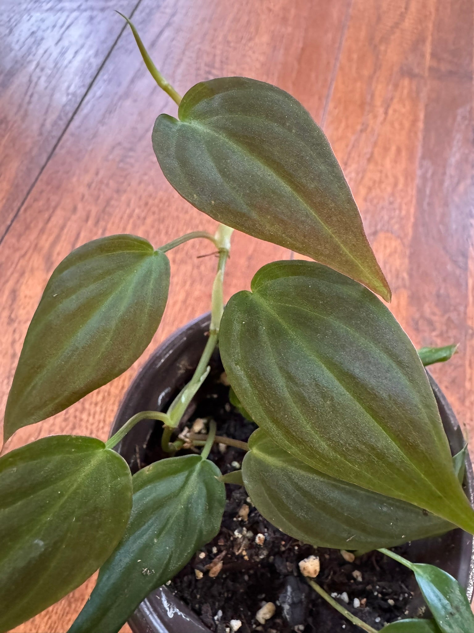 philodendron micans in 4 inch pot with velvety heart shaped green leaves
