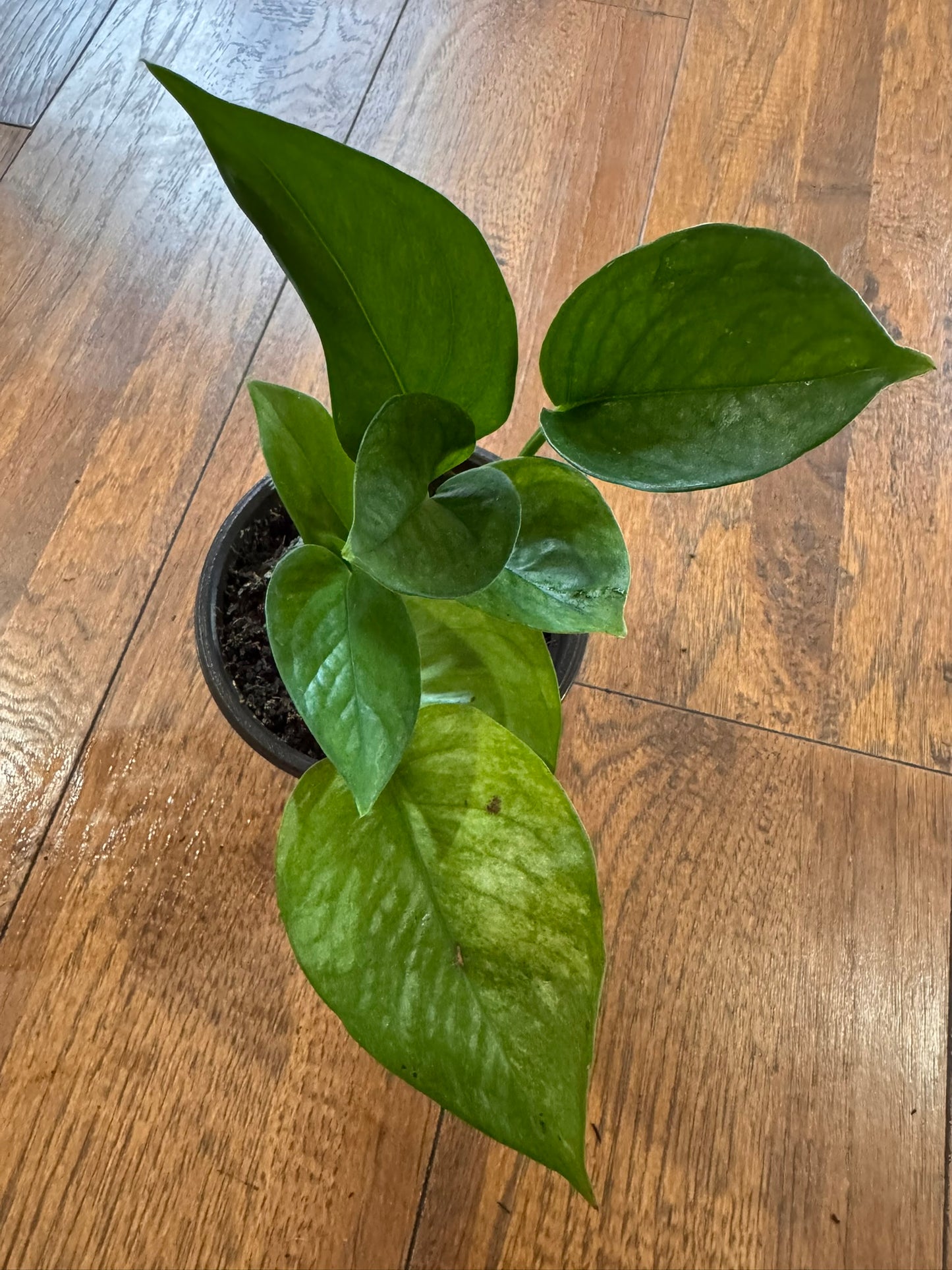jessenia pothos in 4 inch pot with green and chartreuse variegated trailing leaves