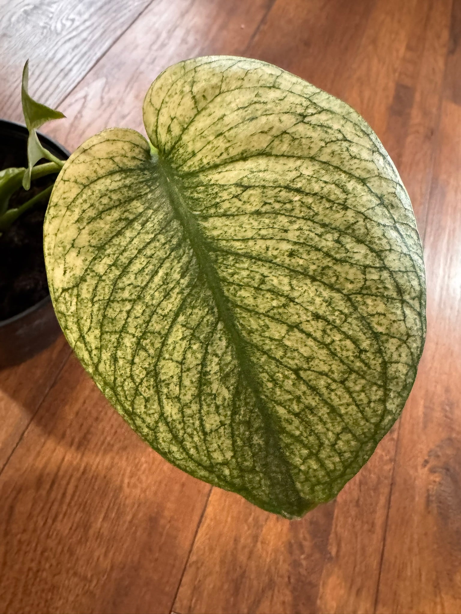 monstera white monster in 6 inch pot with dramatic white and green variegated leaves